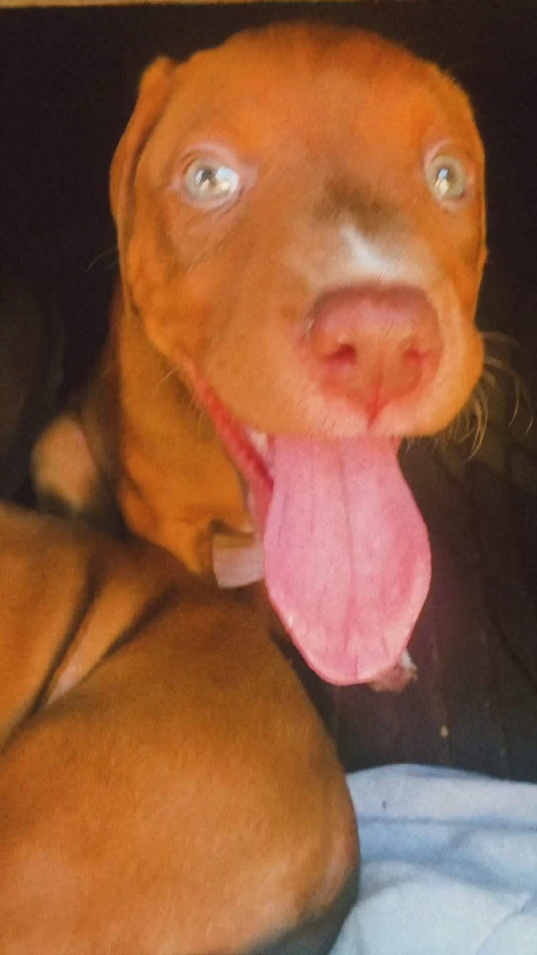 Mixed Breed dogs for sale: Mixed Breed 2 - Video 1