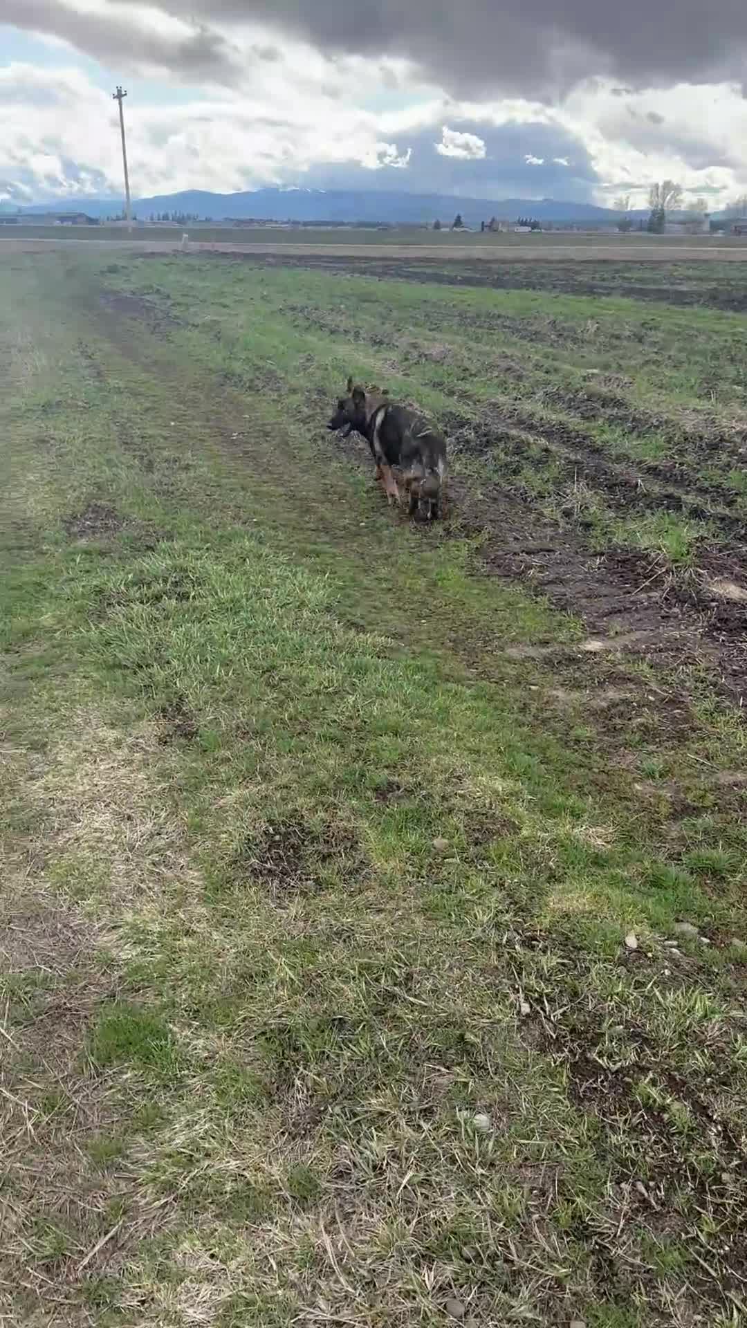 German Shepherd dogs for sale: Mokai - Video 1