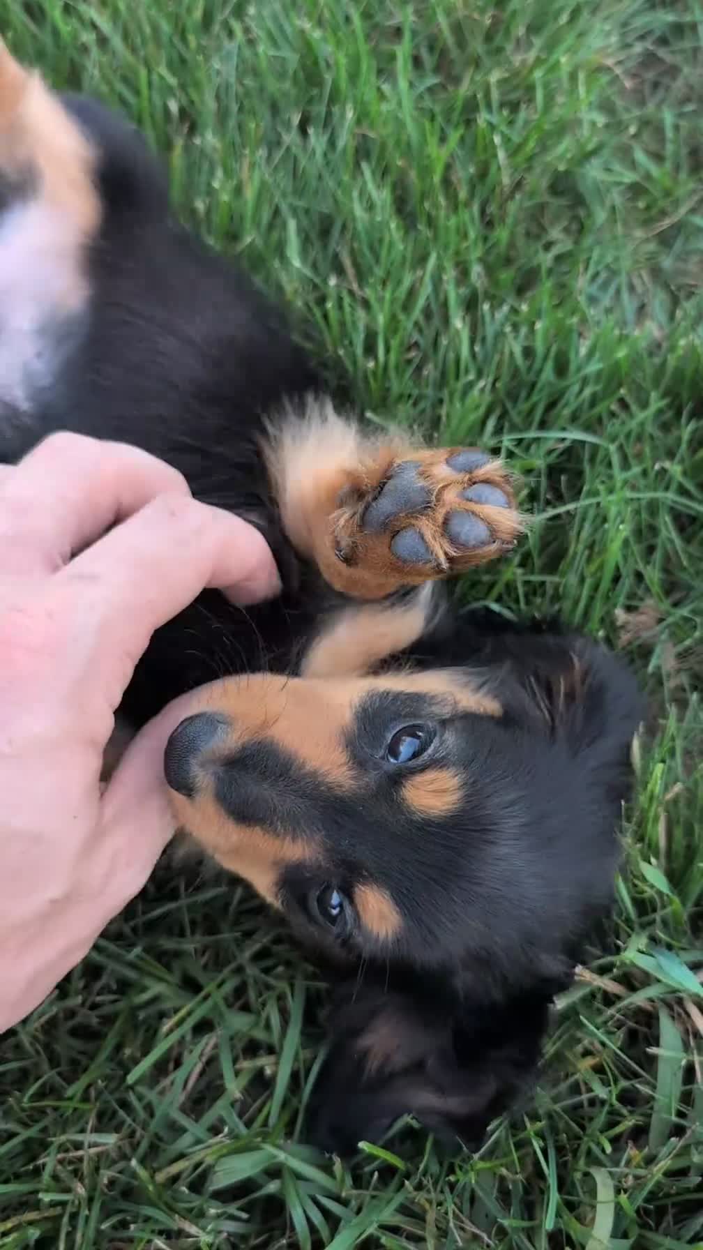 Miniature Dachshund dogs for sale: Riley - Video 1