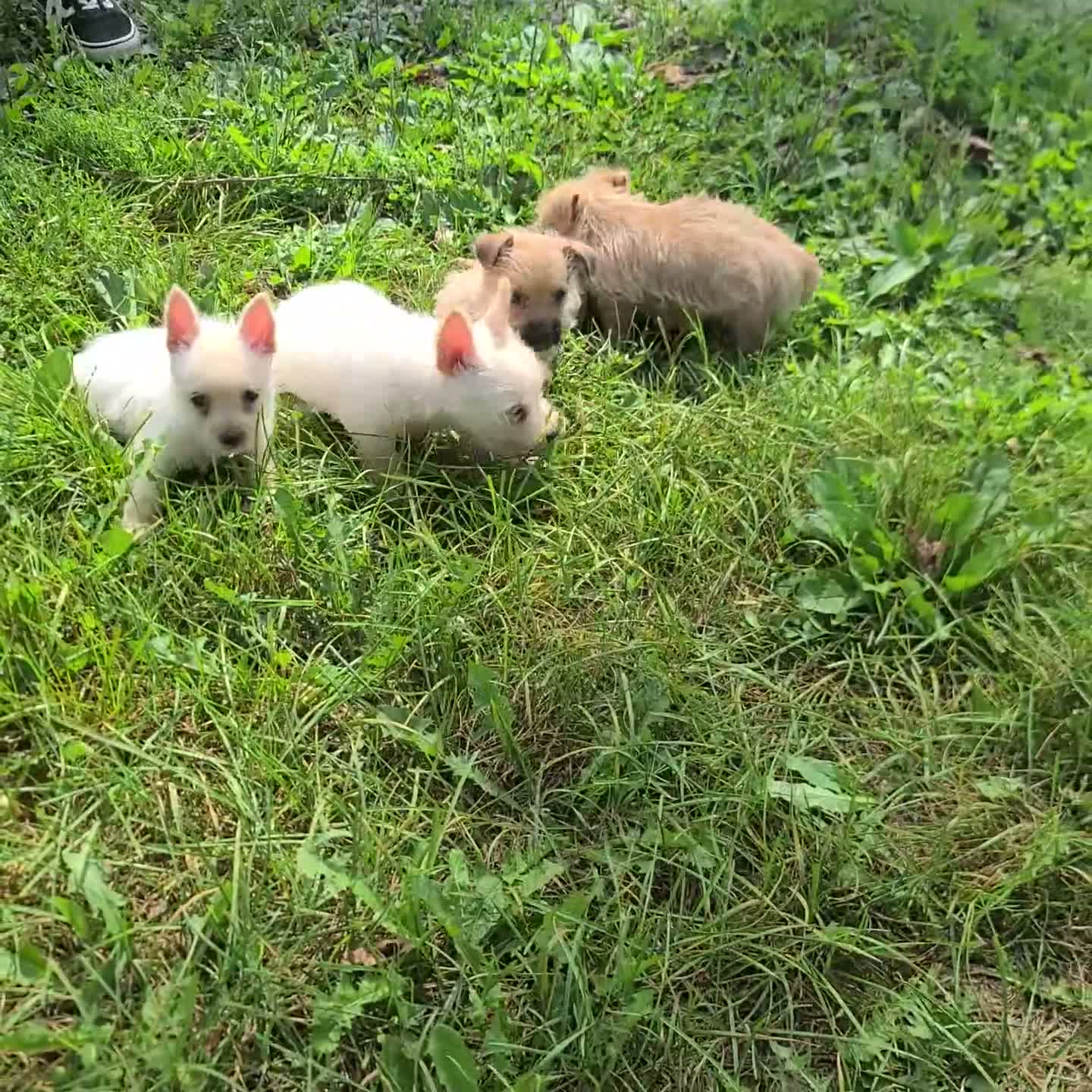 Cairn Terrier dogs for sale: Ava - Video 2