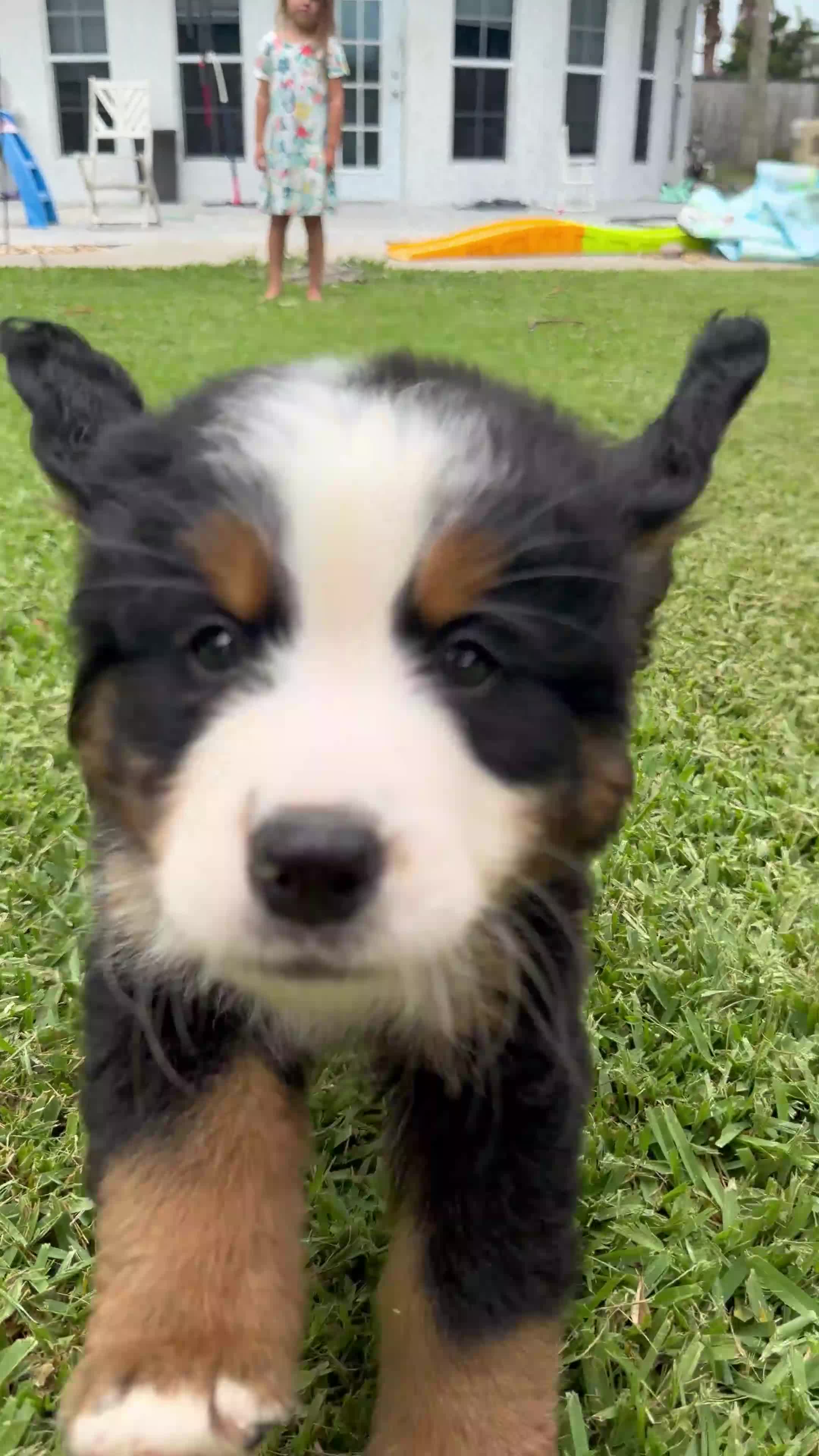 Bernese Mountain Dog dogs for sale: Bernese Mountain Dog 1 - Video 1