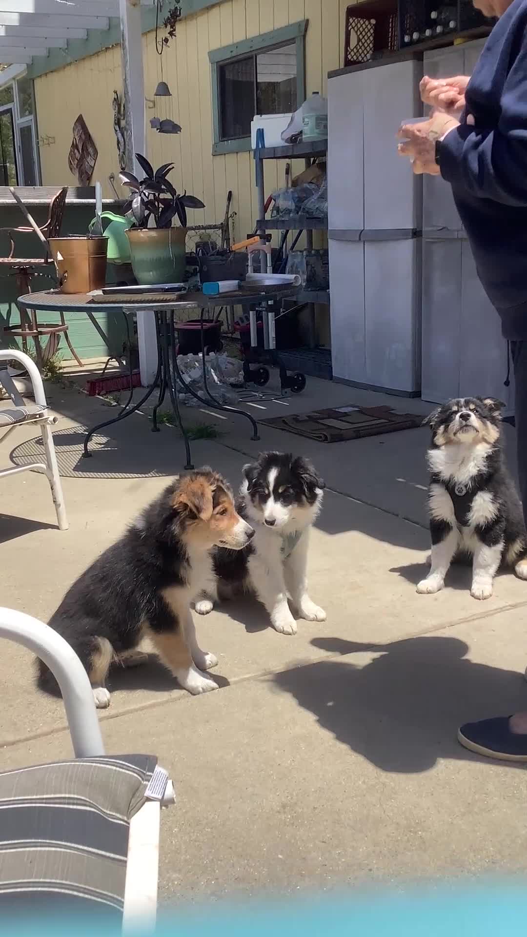 Australian Shepherd dogs for sale: Panda - Video 1