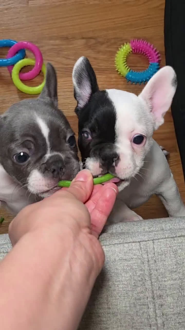 French Bulldog dogs for sale: Cruella French bulldog  - Video 3