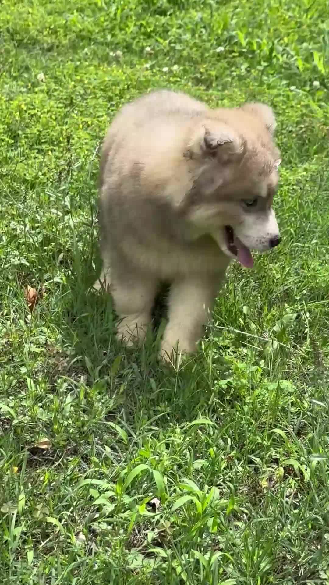 Siberian Husky dogs for sale: REYNA - Video 1