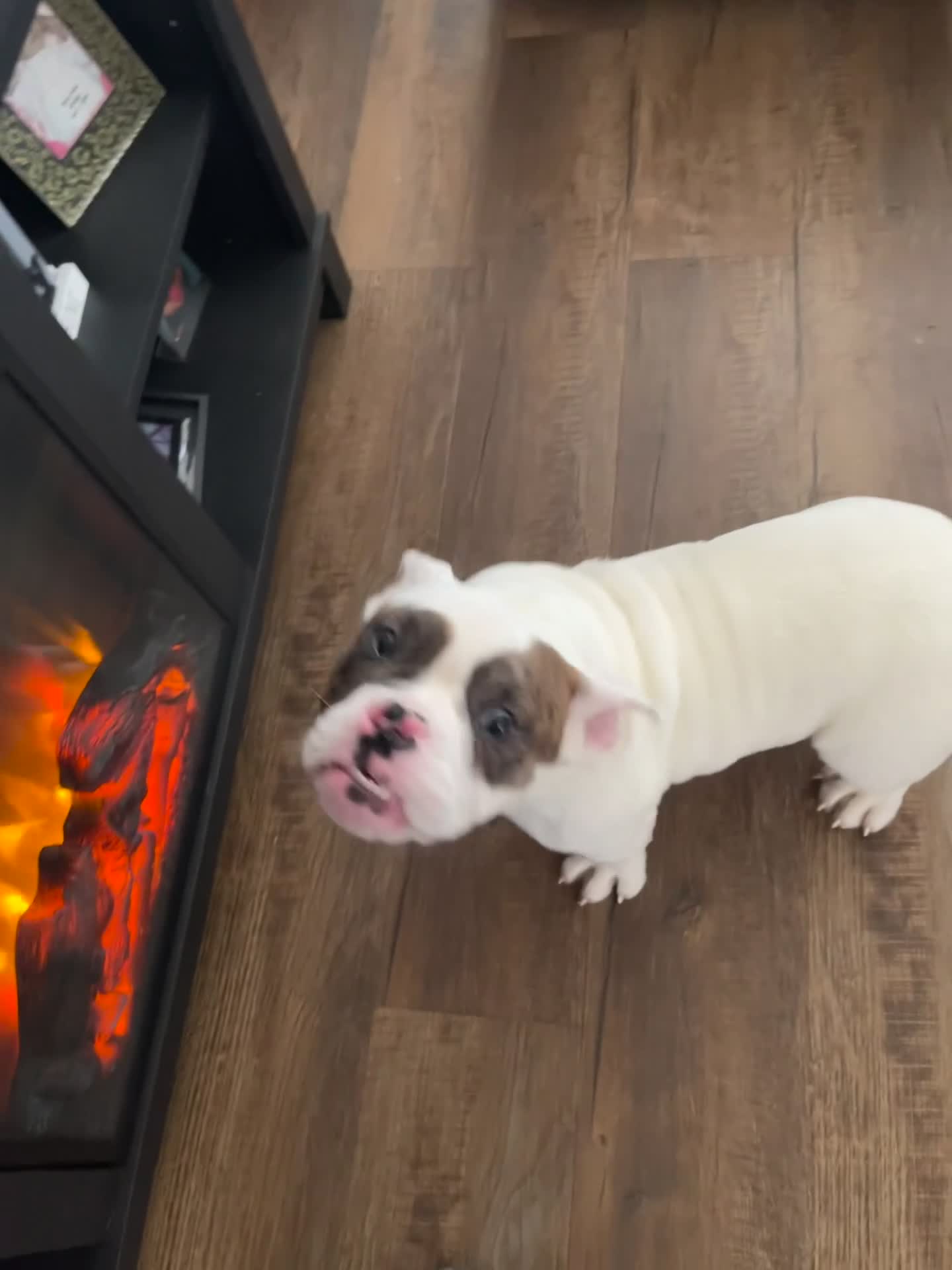 American Bully dogs for sale: American Bully Puppy 1 - Video 1