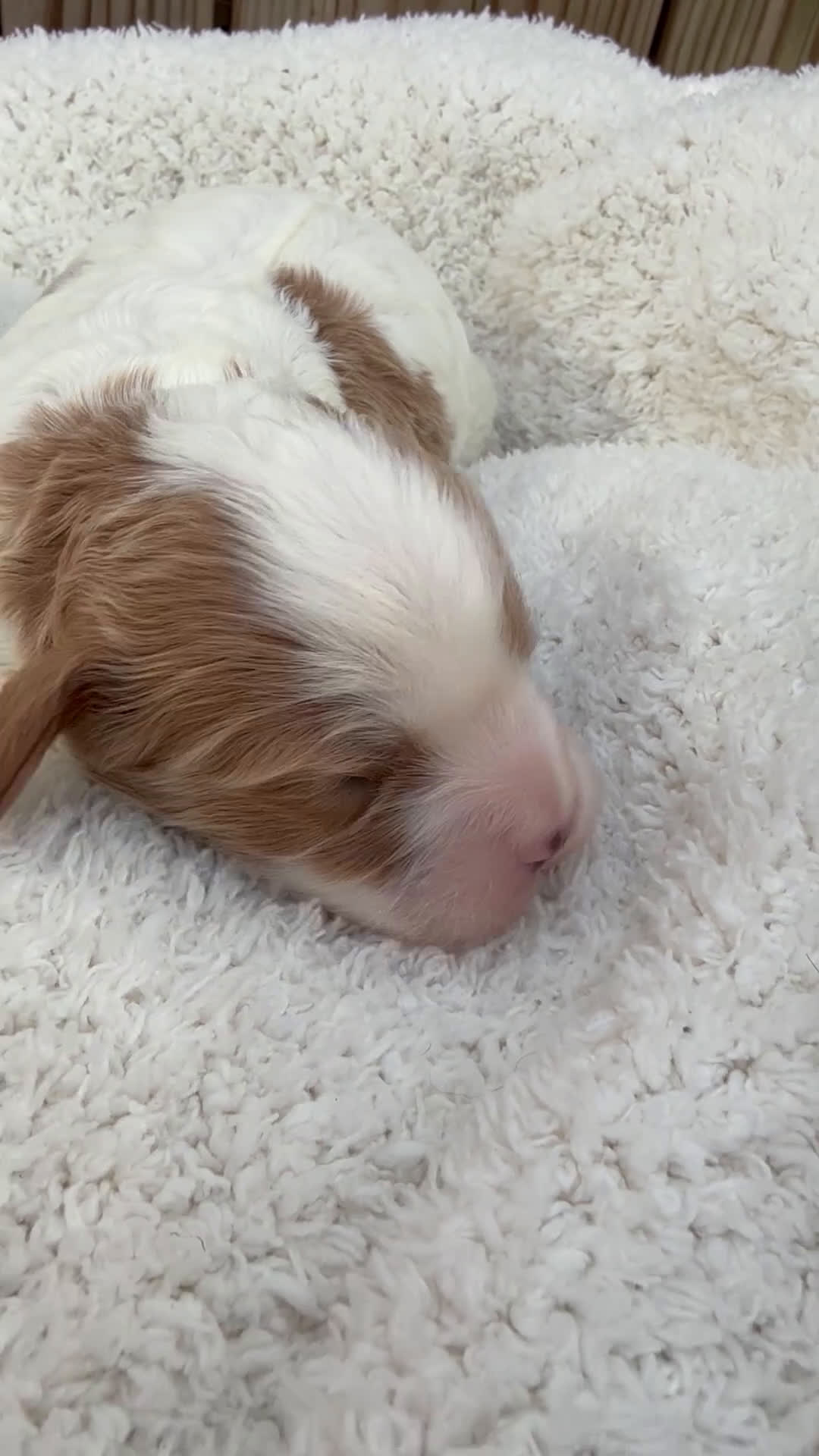 Cavapoo dogs for sale: Lola - Video 1
