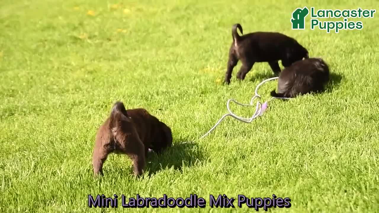 Mixed Breed dogs for sale: Lonnie - Video 1