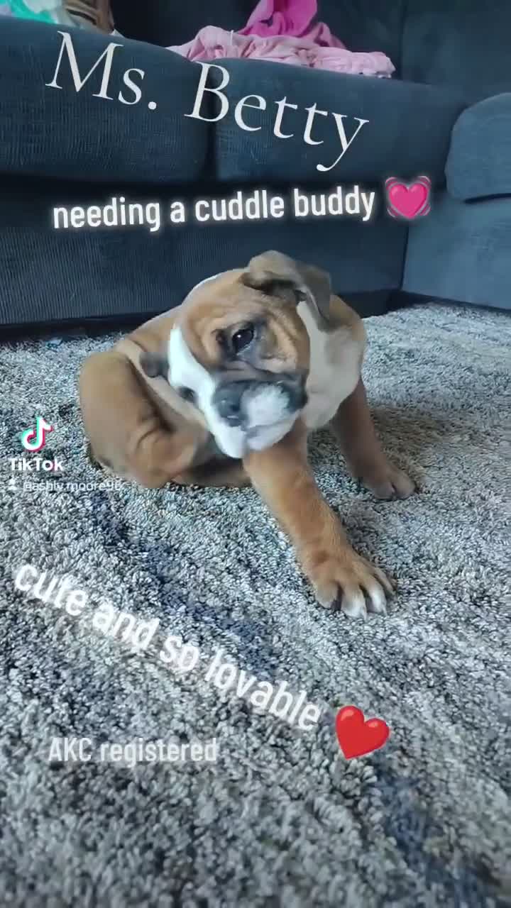 English Bulldog dogs for sale: English Bulldog 1 - Video 1