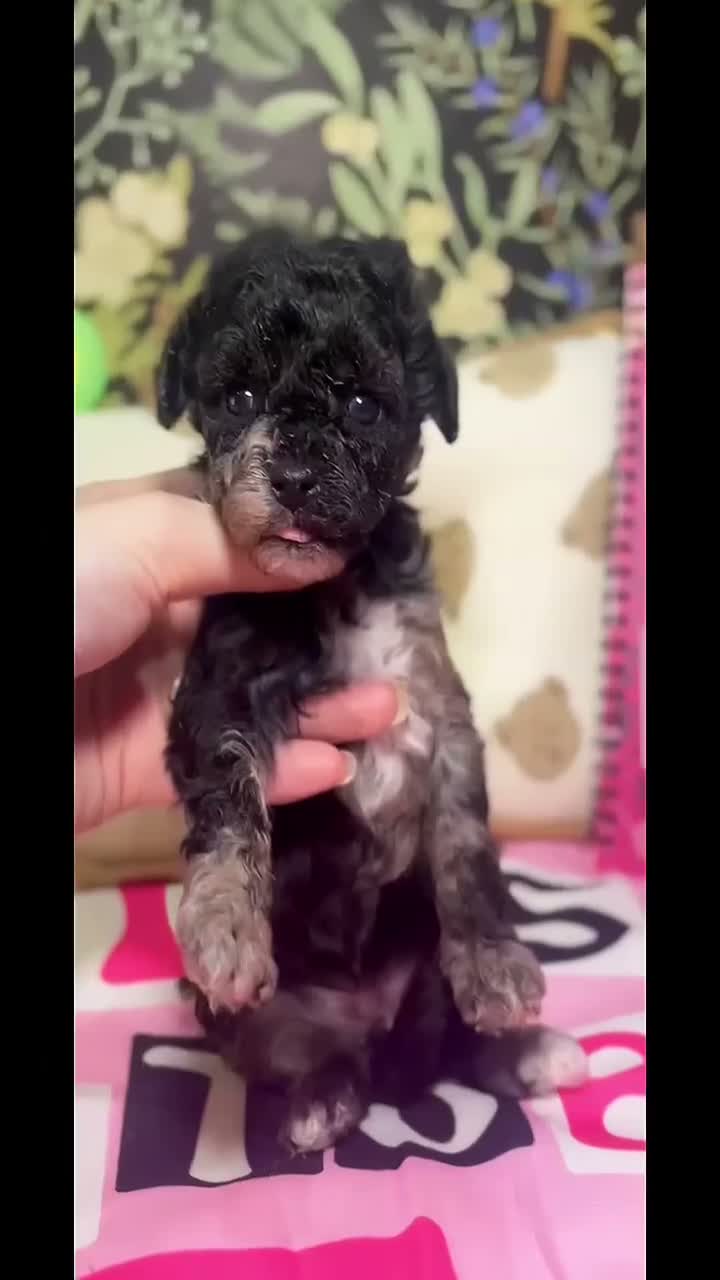 Toy Poodle dogs for sale: Toy Poodle 1 - Video 1