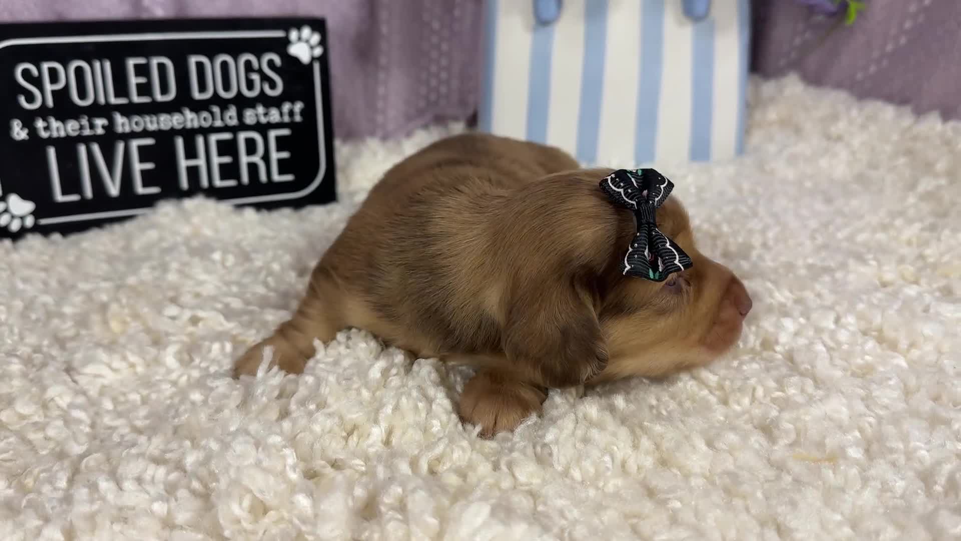 Miniature Dachshund dogs for sale: Miniature Dachshund 4 - Video 1