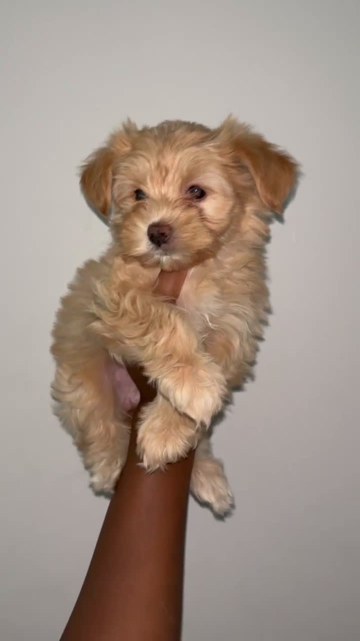 Yorkshire Terrier dogs for sale: Yorkshire Terrier Puppy 5 - Video 2