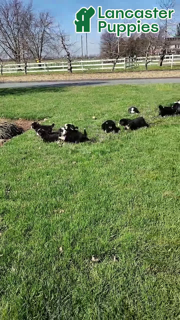 Bernese Mountain Dog dogs for sale: Bonnie - Video 1
