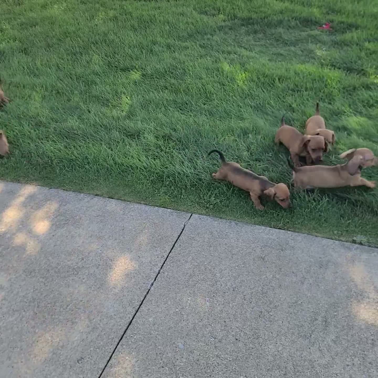 Miniature Dachshund dogs for sale: Jake - Video 1