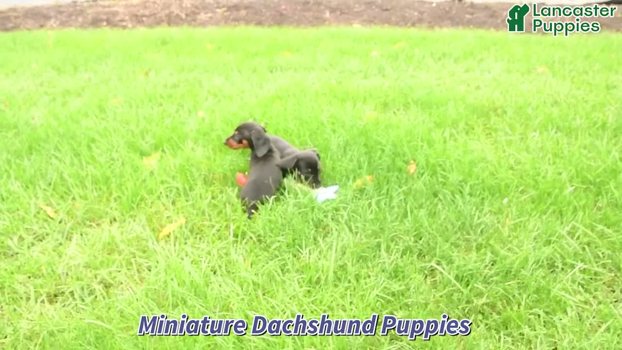 Miniature Dachshund dogs for sale: Randy - Video 1