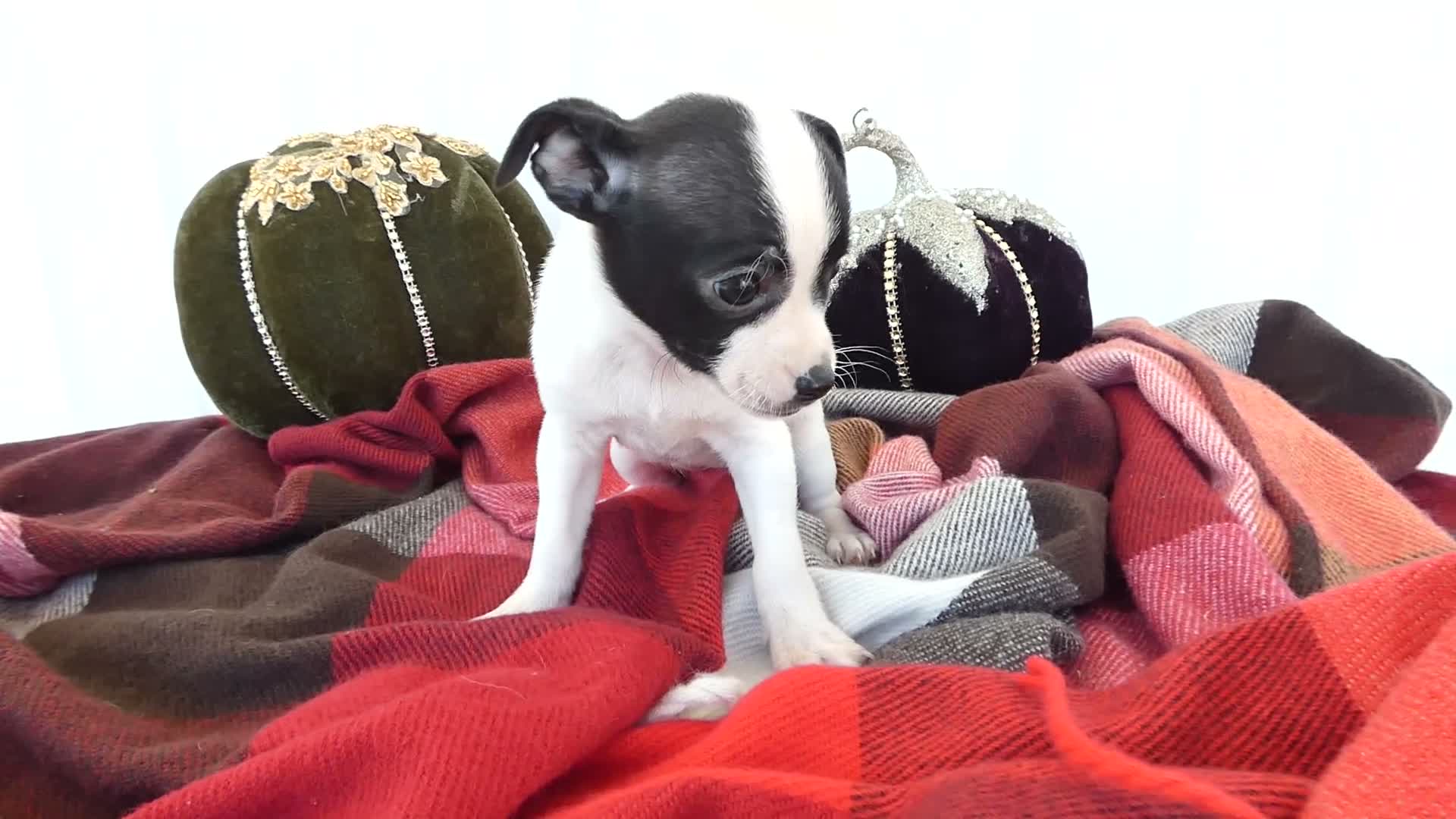 Chihuahua dogs for sale: Chihuahua 2 Sky - Video 1