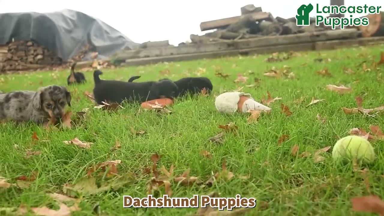 Dachshund dogs for sale: Lee  - Video 1