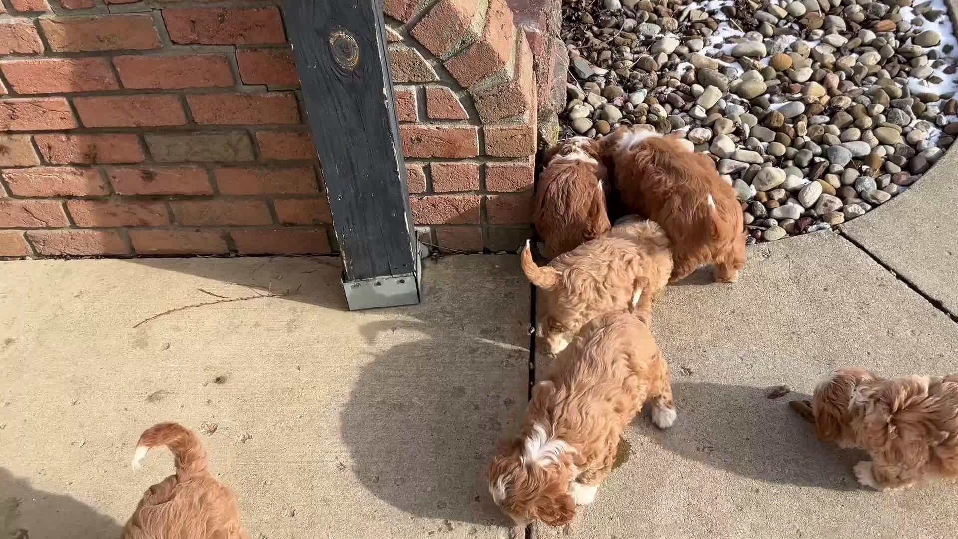 Cavapoo dogs for sale: Sammie - Video 1