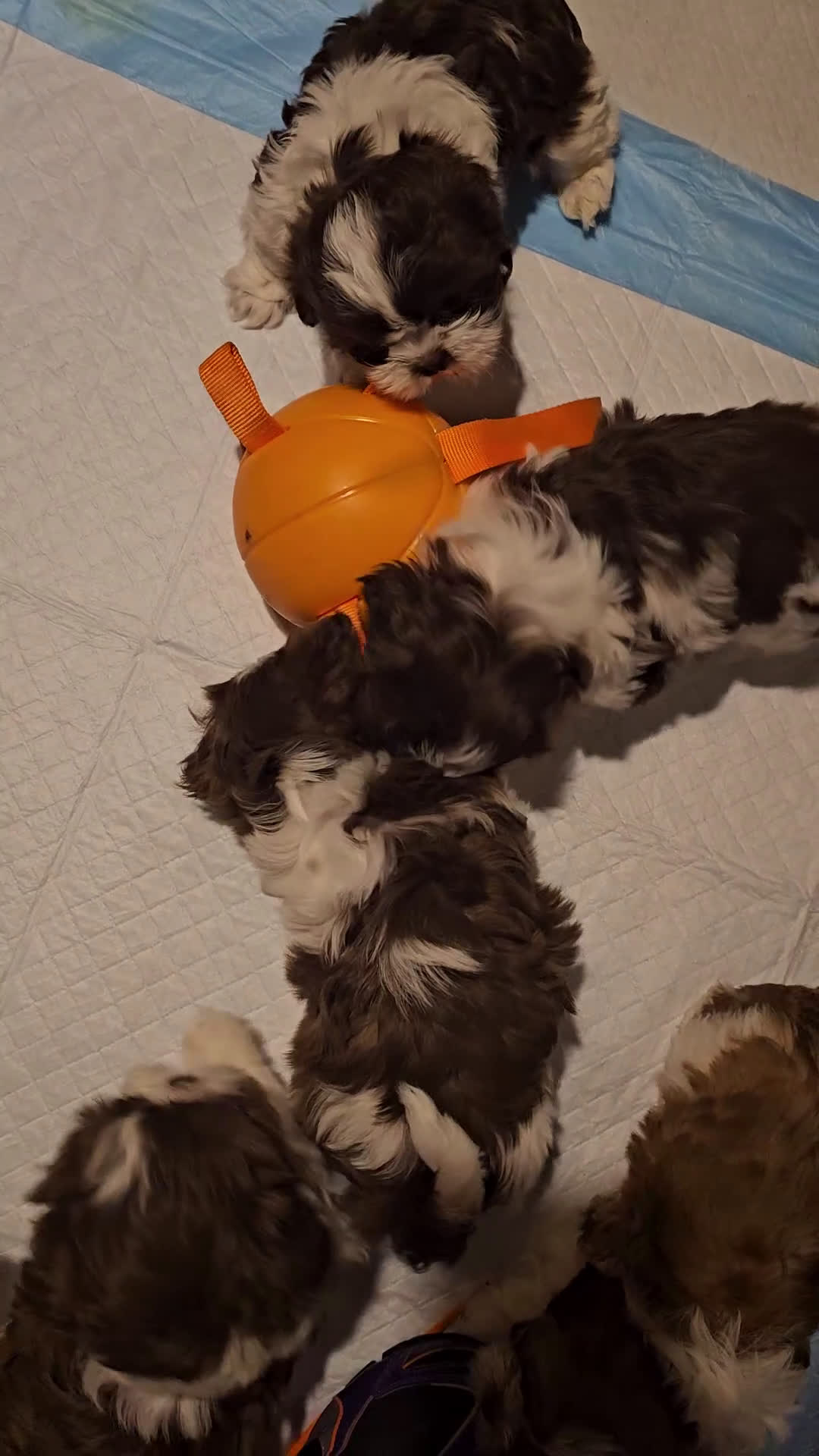 Shih Tzu dogs for sale: Chanel  - Video 1