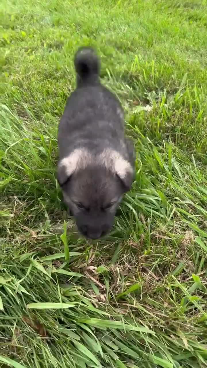 German Shepherd dogs for sale: All black female  - Video 1