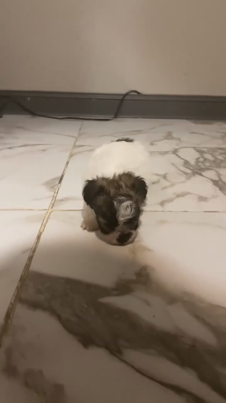 Mixed Breed dogs for sale: Mixed Breed Puppy 1 - Video 1