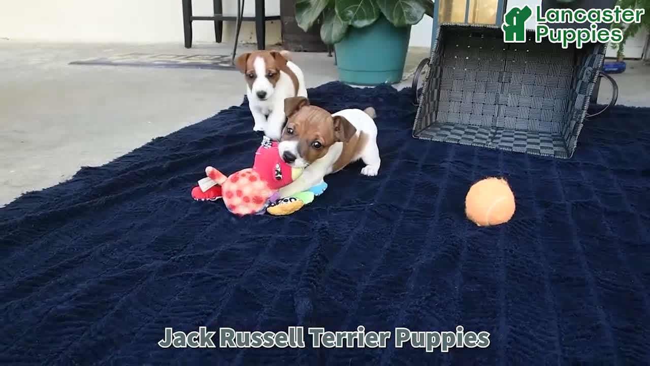 Jack Russell Terrier dogs for sale: Miller - Video 1