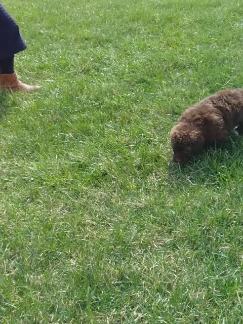 Portuguese Water Dog dogs for sale: Flash - Video 1