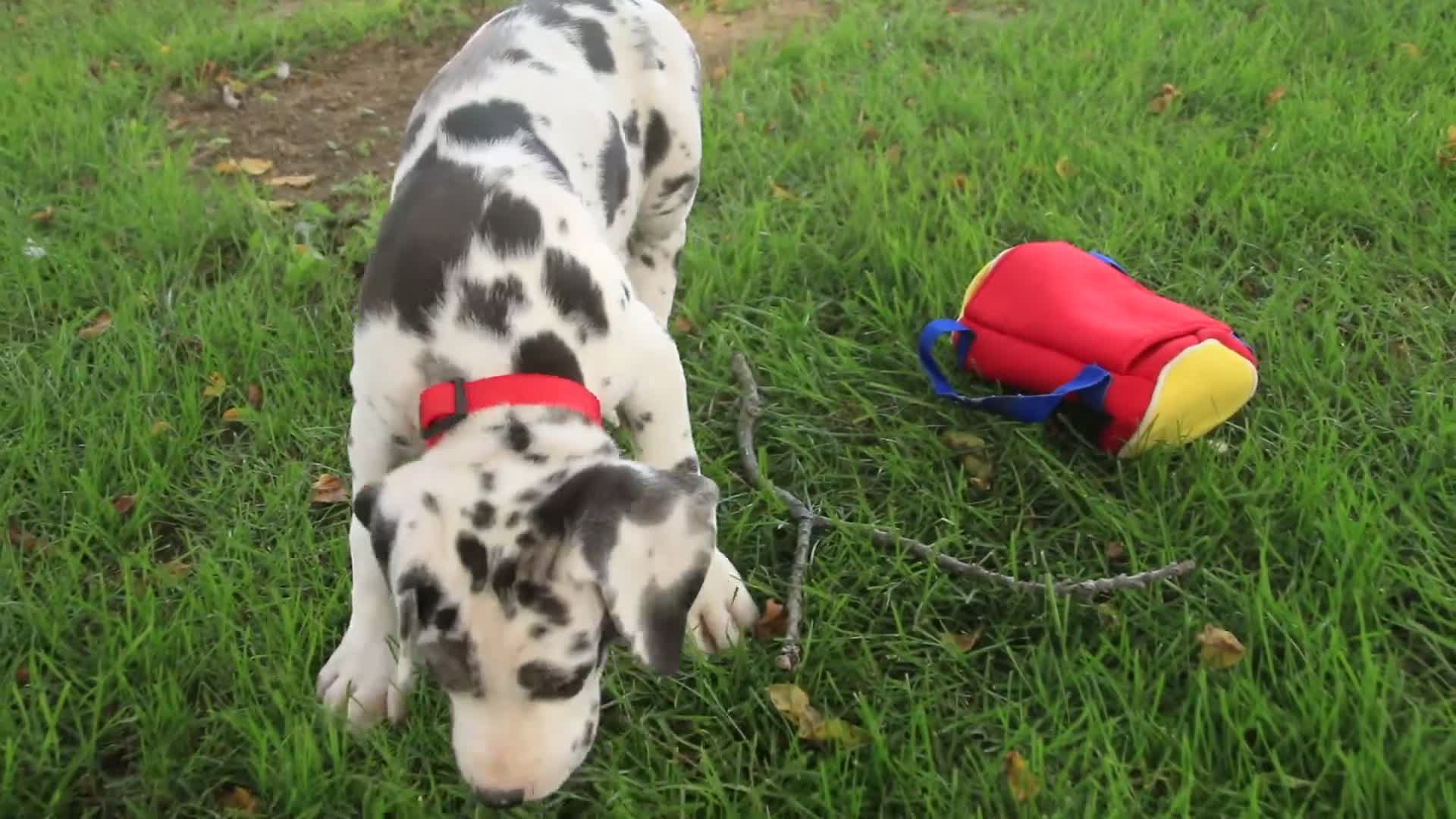 Great Dane dogs for sale: Blake Great Dane  - Video 2