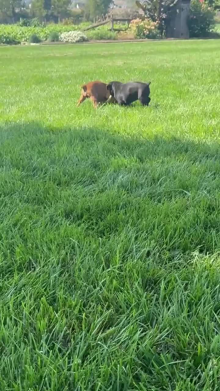 Boxer dogs for sale: Caramel - Video 1