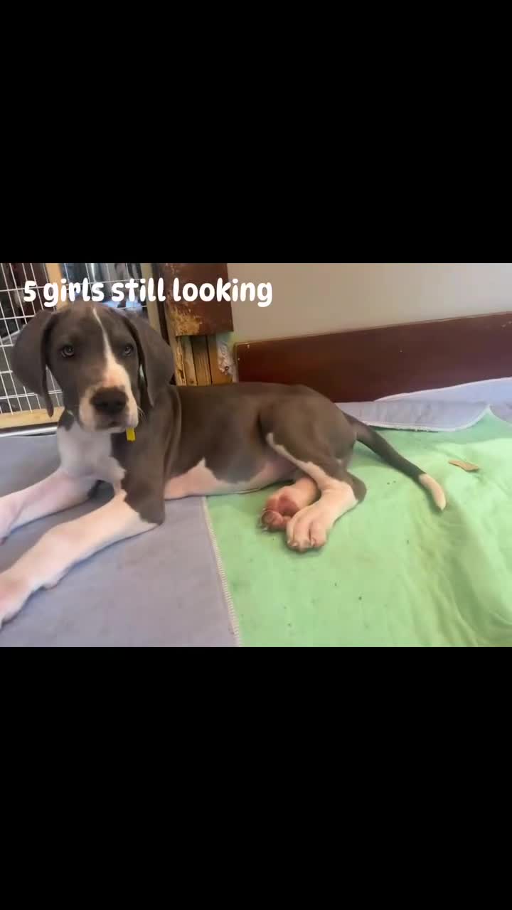 Great Dane dogs for sale: Diamond - Video 1