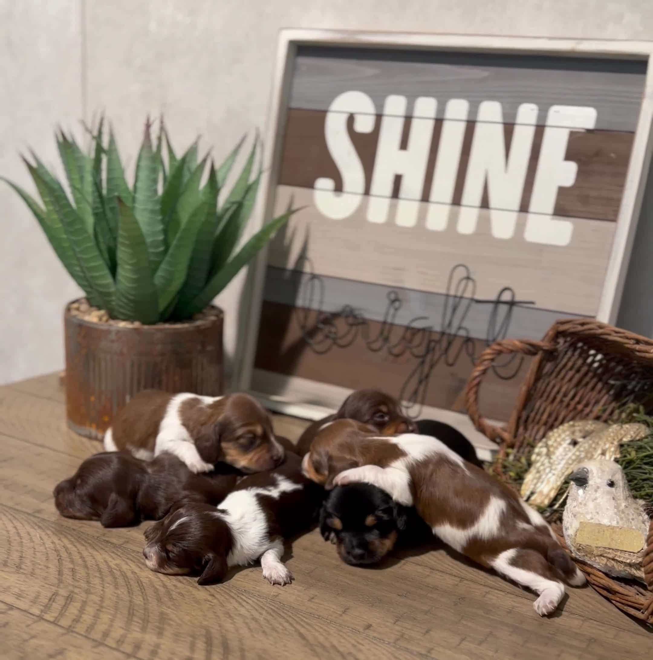 Miniature Dachshund dogs for sale: The Painted Prodigy - Video 2