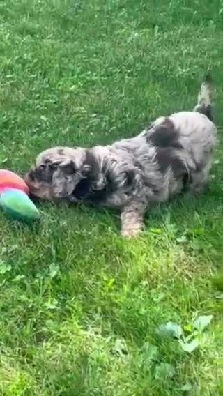 Aussiedoodle dogs for sale: Ginger Miniature Aussiedoodle  - Video 1