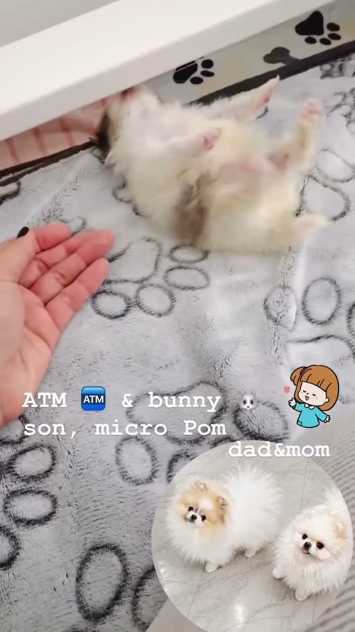 Pomeranian dogs for sale: Pikachu  - Video 2