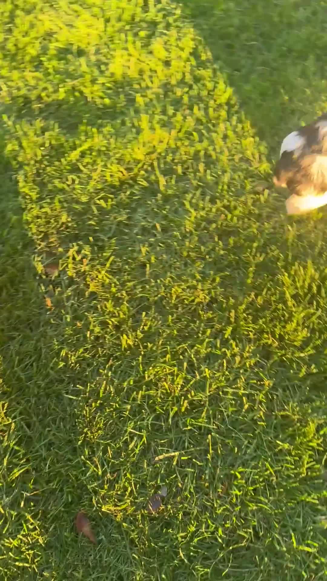 Yorkshire Terrier dogs for sale: Carson - Video 1
