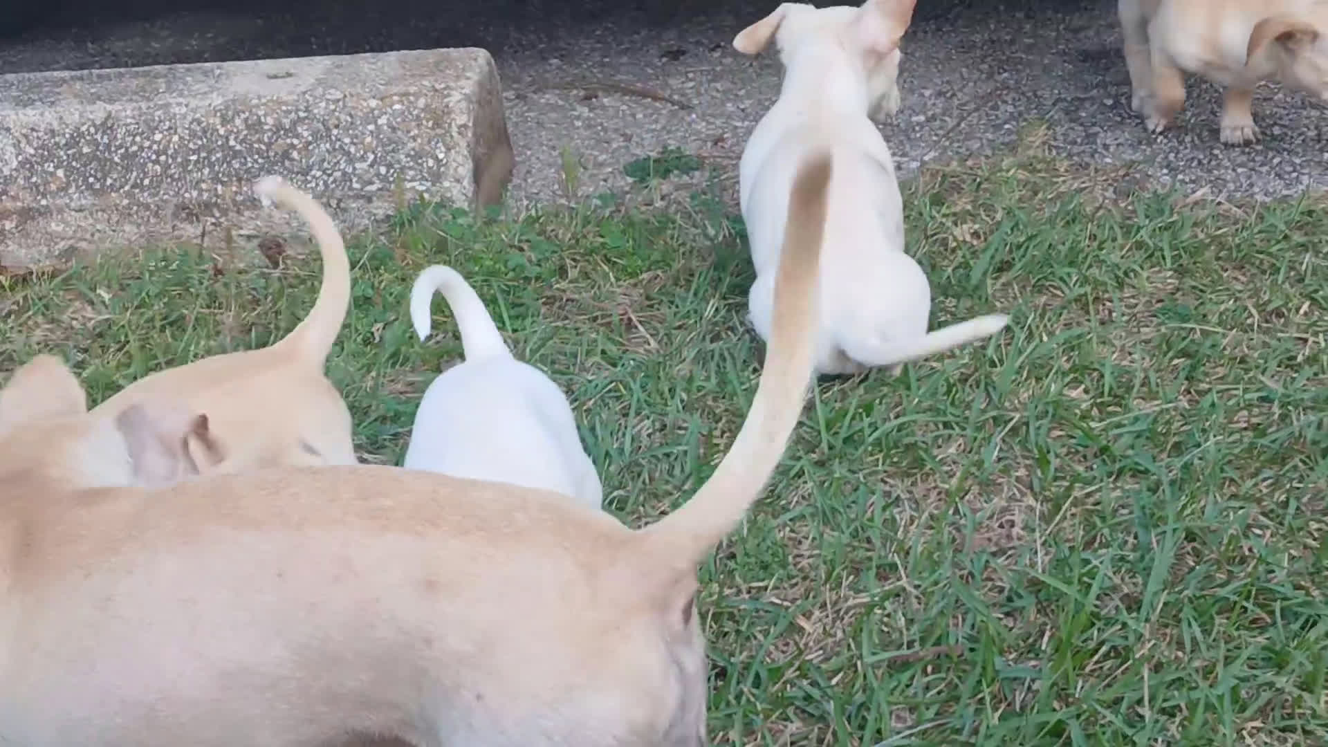 Chiweenie dogs for sale: Chiweenie Puppy 2 - Video 1