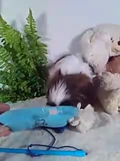 Shih Tzu dogs for sale: Chewy - Video 1