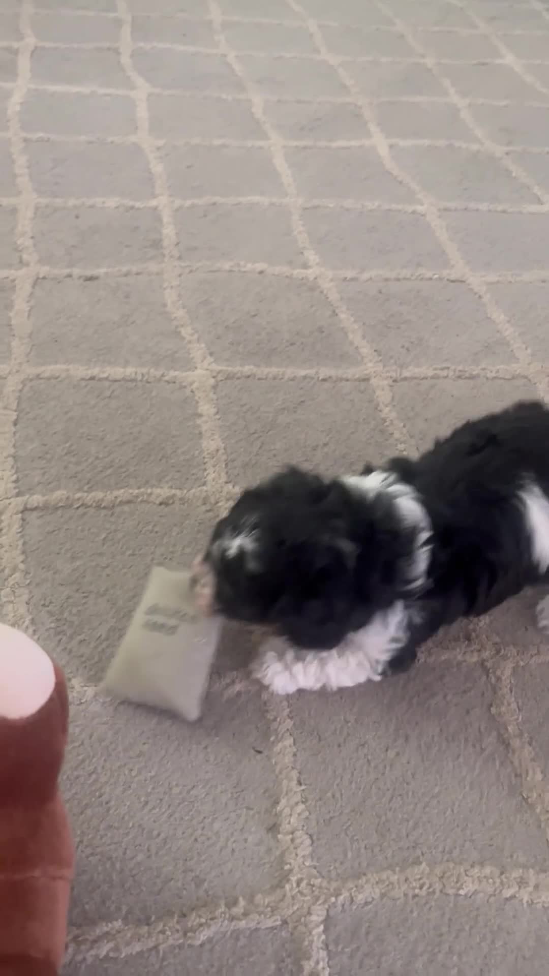 Cavapoo dogs for sale: Lily - Video 1