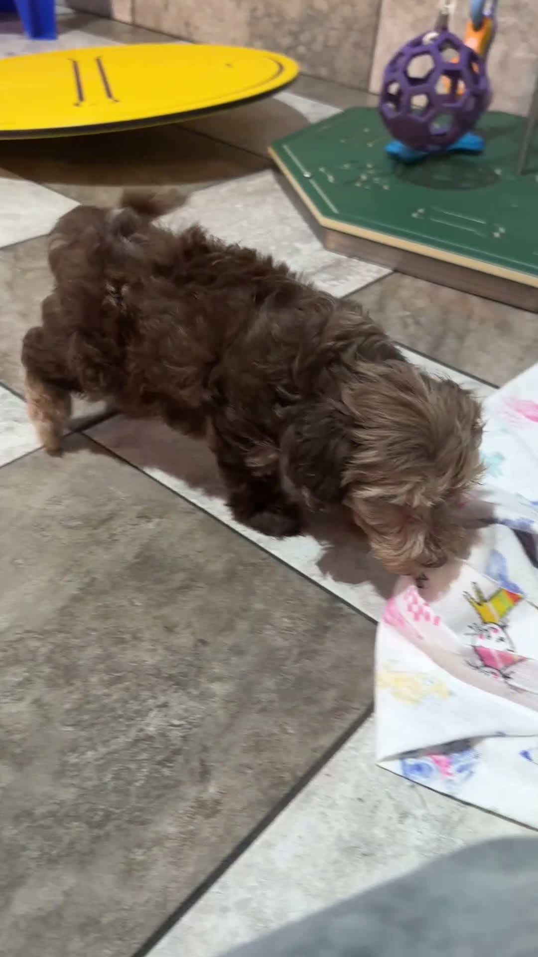 Doxiepoo dogs for sale: Lucy - Video 1