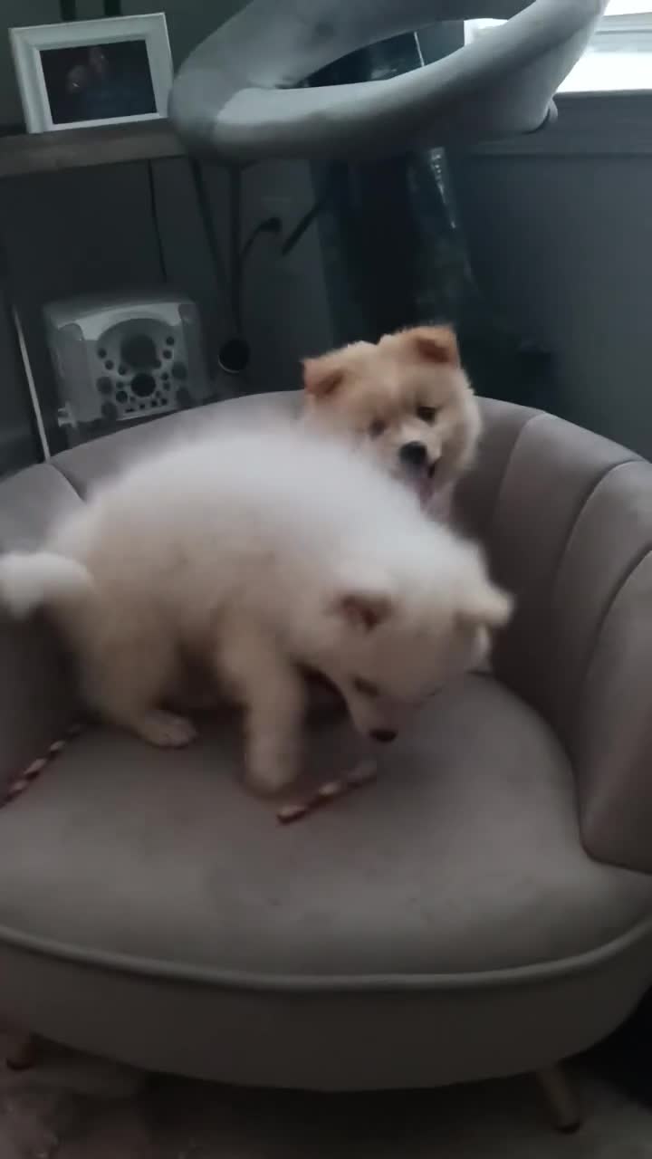 Pomeranian dogs for sale: Pomeranian Puppy 1 - Video 1