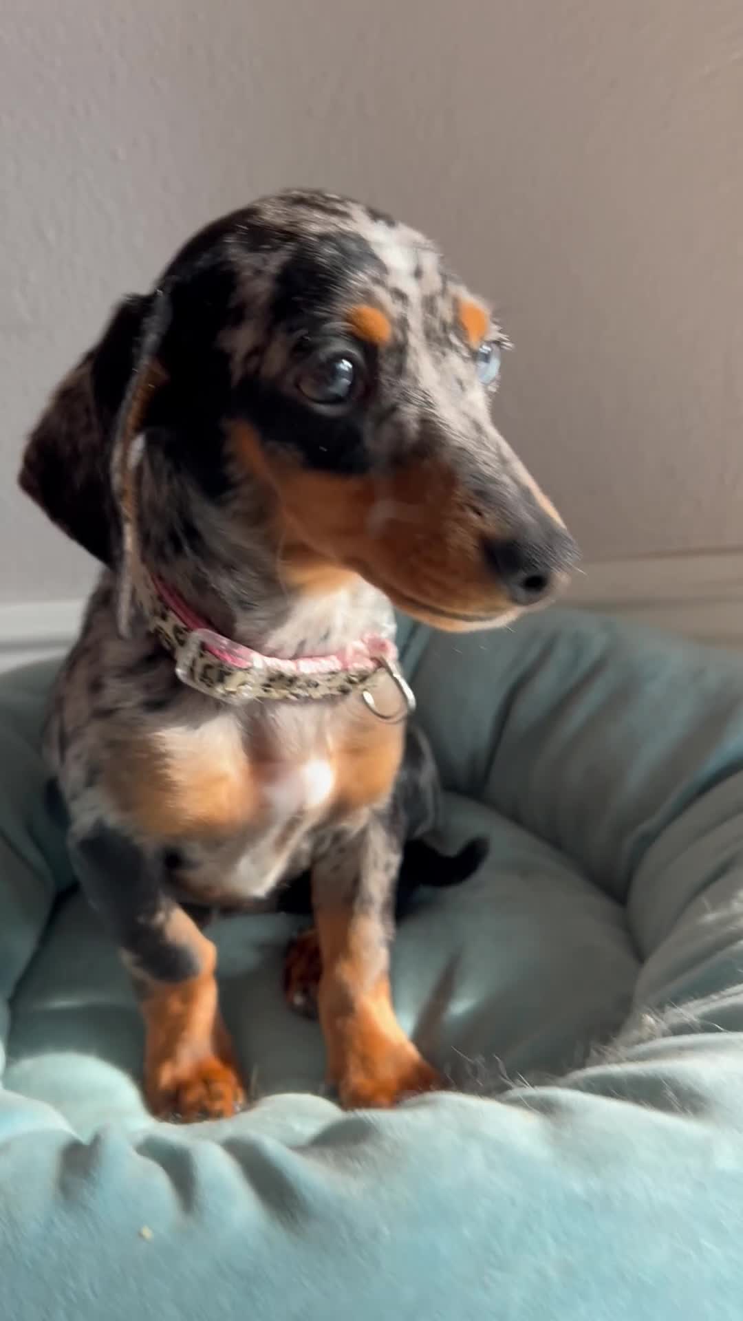 Miniature Dachshund dogs for sale: Miniature Dachshund 1 - Video 1