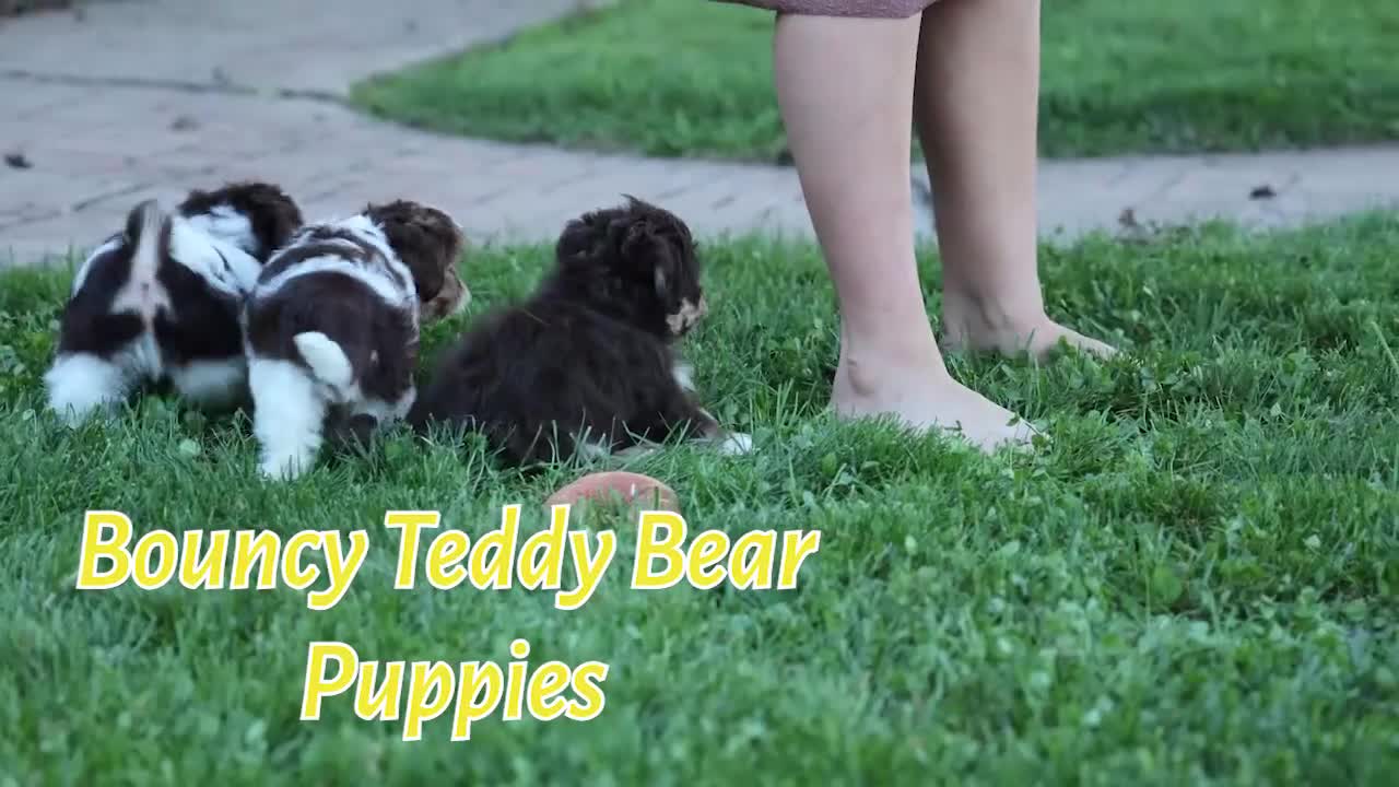 Teddy Bear dogs for sale:  Olive 🎀 - Video 1