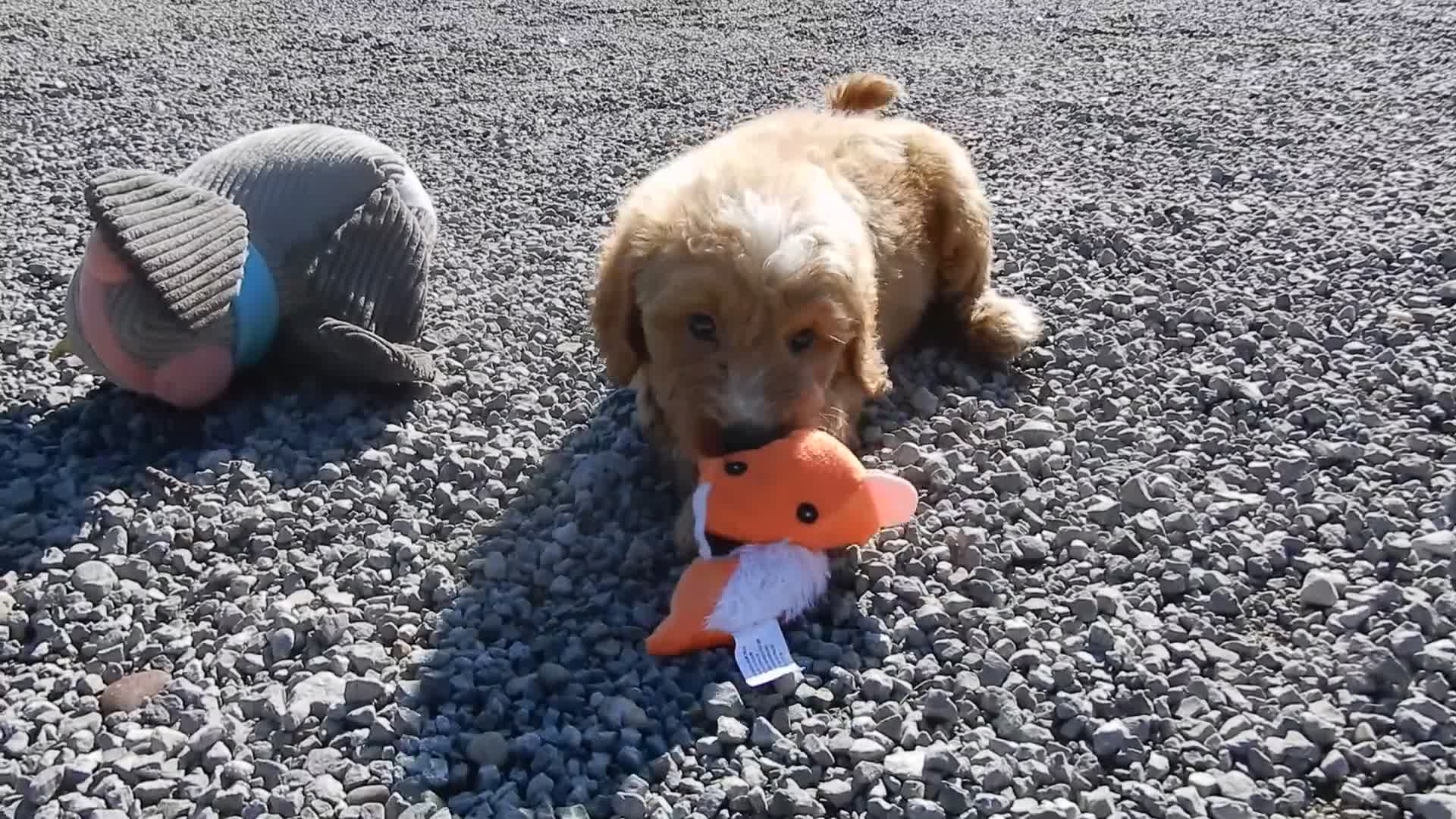 Mini Goldendoodle dogs for sale: Bear (medium) - Video 1
