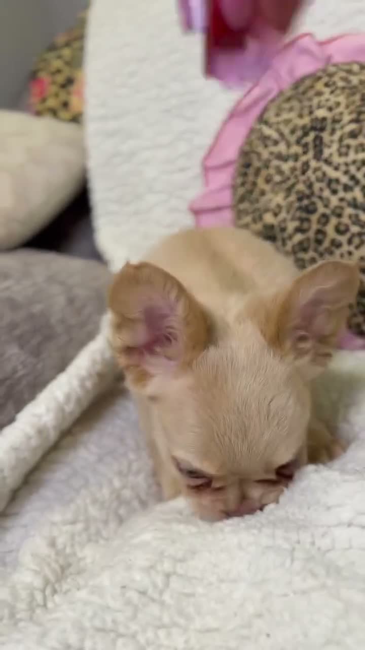French Bulldog dogs for sale: Beefy - Video 1