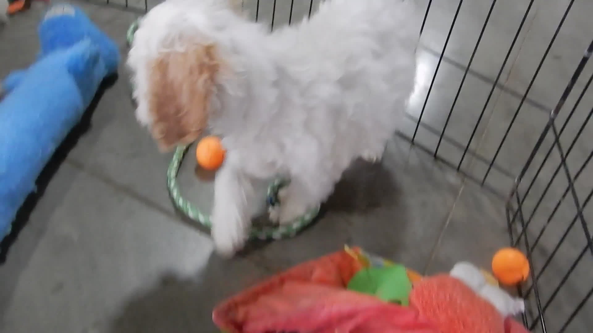 Cockapoo dogs for sale: Selena - Video 1
