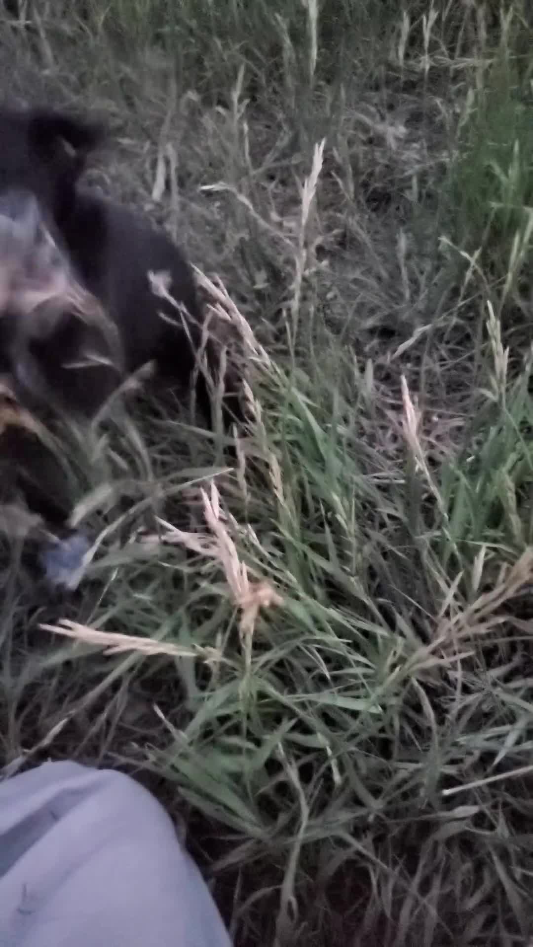 Mixed Breed dogs for sale: White Tip - Video 1