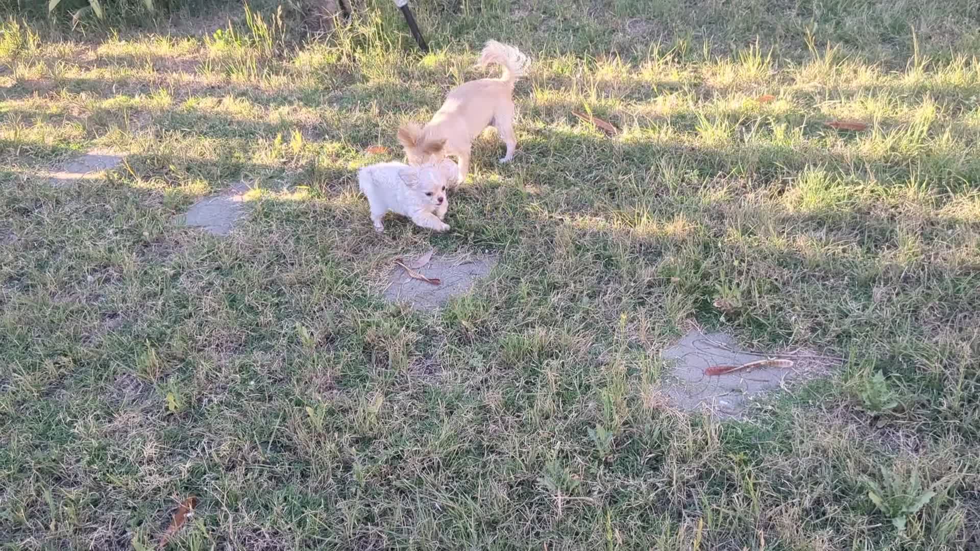 Chihuahua dogs for sale: Pearl Apple Head Long Coat Female   - Video 1