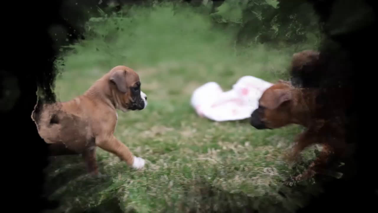Boxer dogs for sale: Misty - Video 1