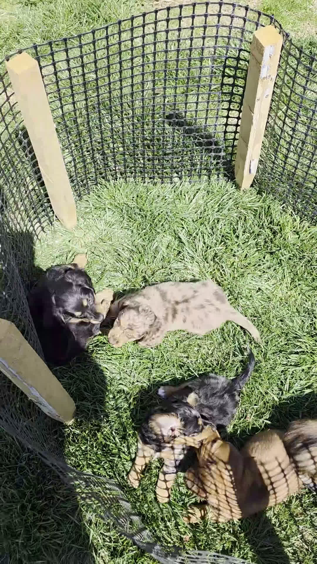 Dachshund dogs for sale: Johnny Jay - Video 3