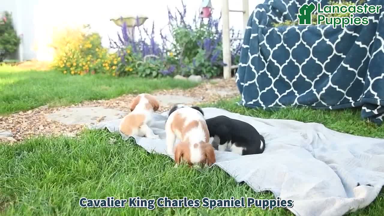 Cavalier King Charles Spaniel dogs for sale: Peanut Blossom - Video 1