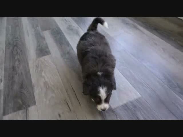 Mini Bernedoodle dogs for sale: Jasper - Video 1