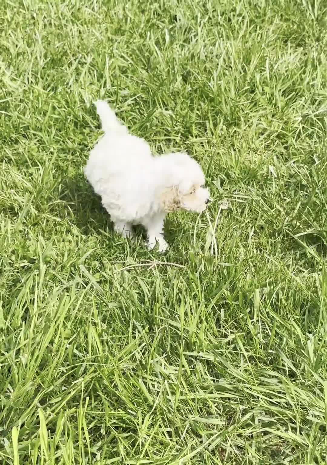 Maltipoo dogs for sale: Marley - Video 1